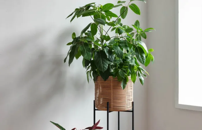 vivi plant stand ls1